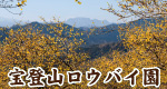 長瀞宝登山ロウバイ園