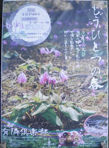 かたくり咲いてます