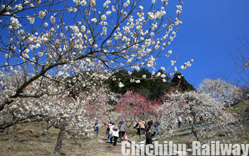 長瀞宝登山梅百花園(ながとろほどさんうめひゃっかえん)