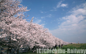 熊谷桜堤(くまがやさくらづつみ)