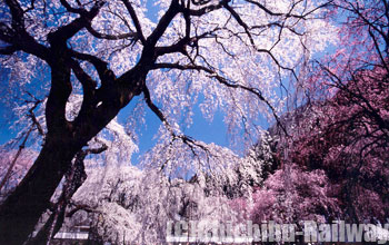 清雲寺・しだれ桜 (せいうんじ・しだれざくら)