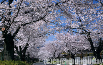 長瀞町の桜(ながとろまちのさくら)