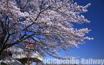 美の山公園・桜(みのやまこうえん・さくら)