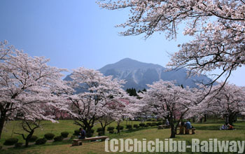 羊山公園・桜(ひつじやまこうえん・さくら)