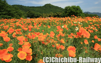 花の里長瀞・ハナビシソウ園 (はなのさとながとろ・はなびしそうえん)