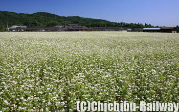 荒川上田野地区・そばの花(あらかわかみたのちく・そばのはな)