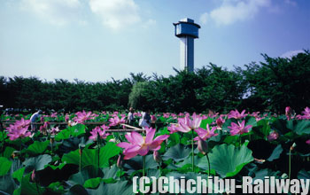 古代蓮の里公園 (こだいはすのさとこうえん)