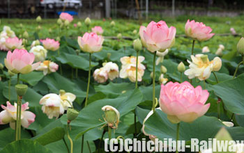 荒川花ハス園(あらかわはなはすえん)