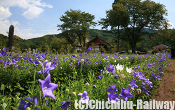 多宝寺(桔梗)