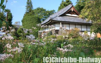 法善寺(藤袴)
