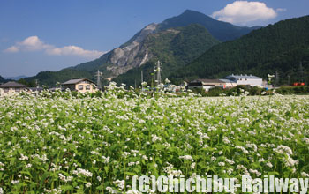 荒川上田野地区・そばの花 (あらかわかみたのちく・そばのはな)