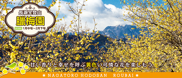 長瀞宝登山ロウバイ園