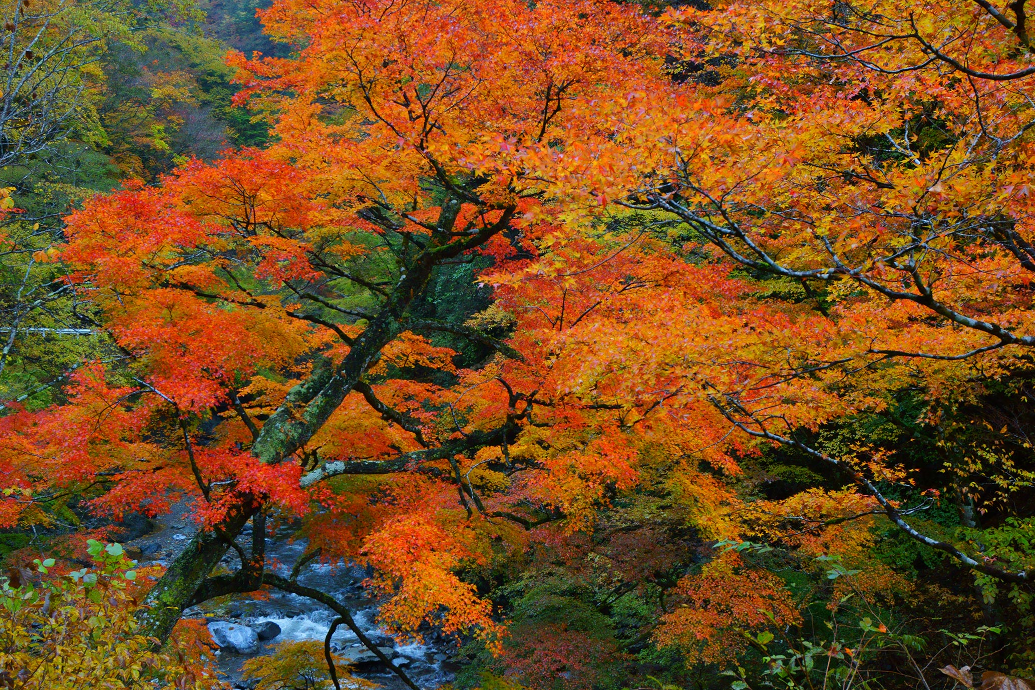 秩父市大滝・中津峡