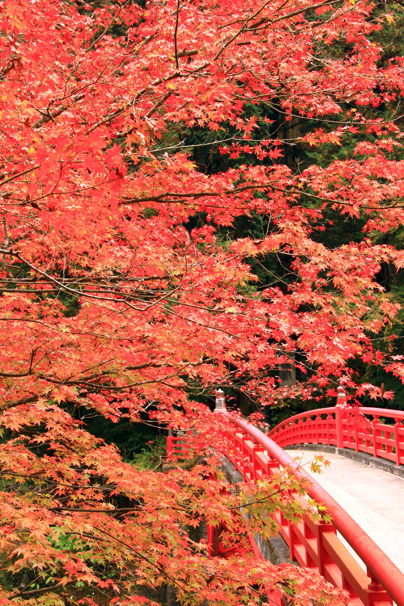 秩父市大滝・三峰山周辺