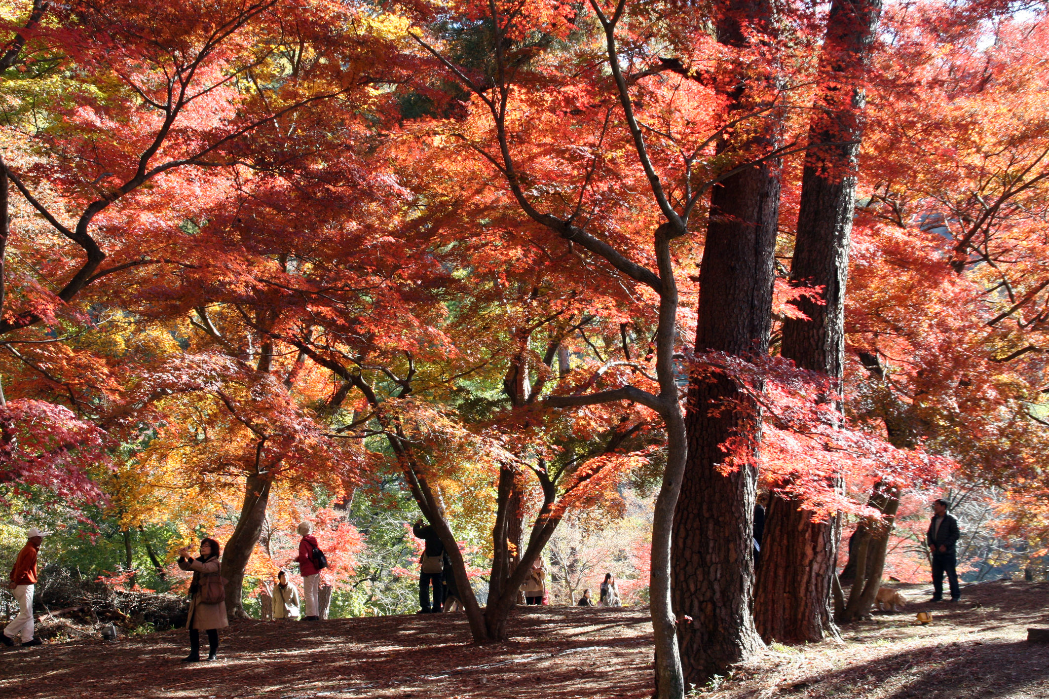長瀞 月の石もみじ公園