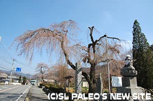 法善寺のしだれ桜