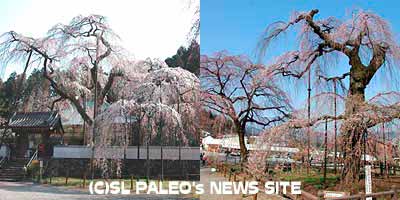 清雲寺・六地蔵のしだれ桜（左）と天然記念物のしだれ桜（右）