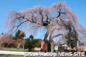 札所29番長泉院のしだれ桜