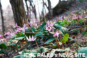 武州日野・弟富士かたくり園