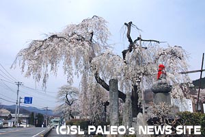 法善寺のしだれ桜