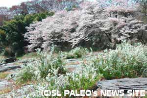 長瀞岩畳の桜とユキヤナギ