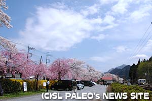 桜満開の武州日野駅