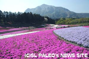 秩父羊山公園芝桜の丘と武甲山