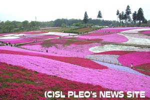 羊山公園・芝桜の丘