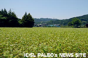 奥秩父荒川そば畑