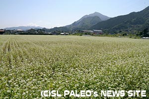 秩父市荒川☆そば畑