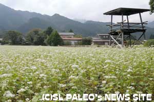 満開のそば畑・上田野地区