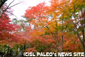 長瀞・月の石もみじ公園の紅葉