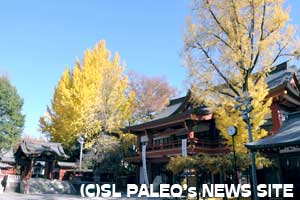 秩父神社のいちょう