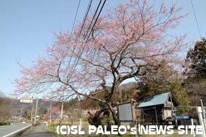 大手の桜