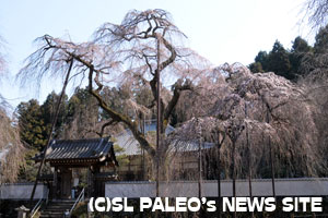 清雲寺のしだれ桜