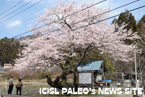 長瀞「大手の桜」