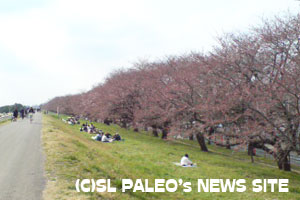 くまがや桜堤