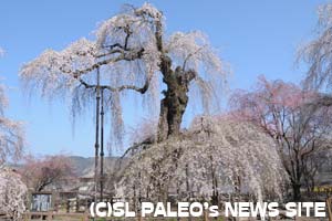 清雲寺のしだれ桜