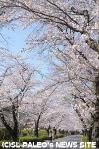 長瀞北桜通り