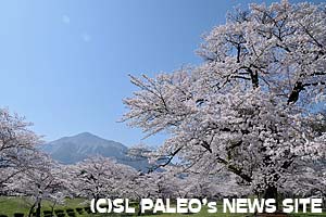 羊山公園芝生広場の桜