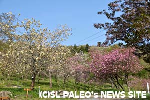 長瀞通り抜けの桜