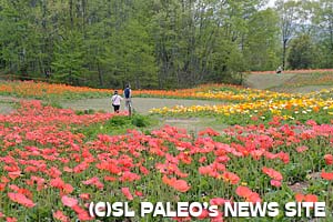 癒しの森 花の回廊「アイスランドポピー」