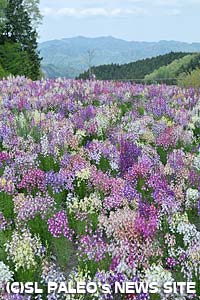 癒しの森 花の回廊「ヒメキンギョソウ」