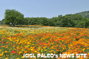 花の里長瀞ハナビシソウ園