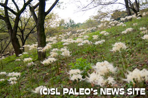 不動寺の白曼珠沙華