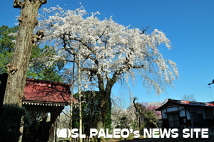 ながとろ法善寺のしだれ桜