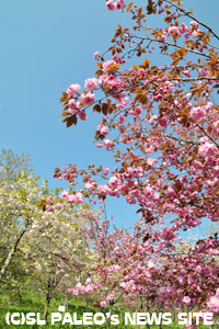 ながとろ通りぬけの桜