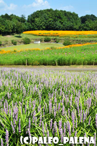 秩父ミューズパーク癒しの森花の回廊