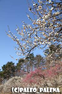 宝登山梅百花園