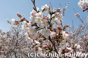 4/7くまがやの桜1